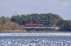 Victoriaville et ses oies