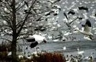 Oies des neiges