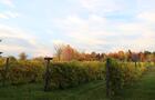 Le vignoble&nbsp;&nbsp;&nbsp;&copy; M-E.Lambert