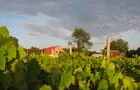 Vue du vignoble&nbsp;&nbsp;&nbsp;&copy; Domaine de Pontiac Village