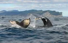 Croisières Baie de Gaspé&nbsp;&nbsp;&nbsp;&copy; M.Debain