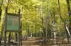 Forêt