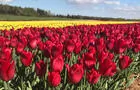 Champ de tulipes