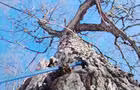 Érable&nbsp;&nbsp;&nbsp;&copy; Domaine Small
