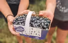 Panier de camerises&nbsp;&nbsp;&nbsp;&copy; Petits Fruits St-Louis