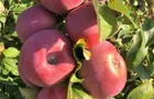Pommes
