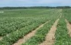 Champ de fraises