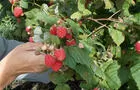 Framboises