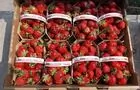 Paniers de fraises