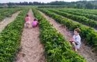 Champs de fraises