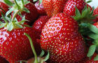 Fraises&nbsp;&nbsp;&nbsp;&copy; R.Laurin
