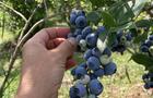 Bleuets&nbsp;&nbsp;&nbsp;&copy; Aux P'tits Fruits