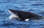 Tête de rorqual commun