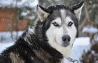 Balou&nbsp;&nbsp;&nbsp;&copy; Alaskan Aventure Tremblant