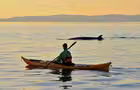 Kayak de mer&nbsp;&nbsp;&nbsp;&copy; Marc Loiselle