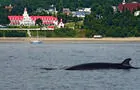 Baleine&nbsp;&nbsp;&nbsp;&copy; Hôtel Tadoussac