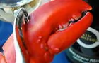 Homard&nbsp;&nbsp;&nbsp;&copy; B.Stone