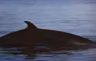 Observation des baleines