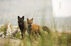 Renards&nbsp;&nbsp;&nbsp;&copy; F.Quirion