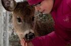 Contact avec animaux