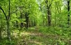 En forêt