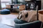 Chalet Stockholm - Bienvenue aux chiens&nbsp;&nbsp;&nbsp;&copy; L.Clouzote