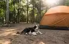 Camping où les chien sont les bienvenus&nbsp;&nbsp;&nbsp;&copy; Sophie Corriveau