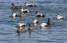 Eiders à duvet&nbsp;&nbsp;&nbsp;&copy; J.Gobeil