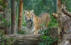 Zoo&nbsp;&nbsp;&nbsp;&copy; S.Allard