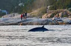 Observation baleines&nbsp;&nbsp;&nbsp;&copy; Marc Loiselle