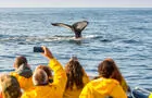 Croisière Baleines, Parc national Forillon&nbsp;&nbsp;&nbsp;&copy; Mathieu Dupuis