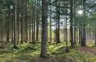 Forêt exceptionnelle&nbsp;&nbsp;&nbsp;&copy; MRC de Drummond