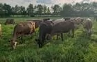 Troupeau de vaches Suisses Brunes&nbsp;&nbsp;&nbsp;&copy; Fromagerie des Grondines