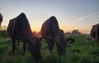 Vaches au pâturage&nbsp;&nbsp;&nbsp;&copy; Fromagerie des Grondines
