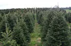 Sapins à cueillir