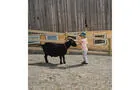 Mini-ferme