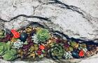 Succulentes&nbsp;&nbsp;&nbsp;&copy; C.Lavoie