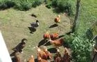 Animaux
