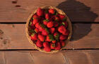 Panier de fraises
