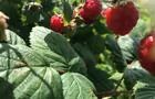 Belles framboises&nbsp;&nbsp;&nbsp;&copy; M.Labrecque