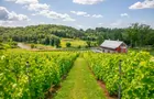 Vignoble Coteau des Artisans