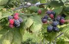 Framboises Noires&nbsp;&nbsp;&nbsp;&copy; D.Gendron