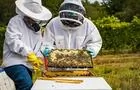 Interprétation de l'abeille&nbsp;&nbsp;&nbsp;&copy; Apikol