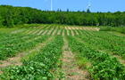 Champs de fraises&nbsp;&nbsp;&nbsp;&copy; J.Perron