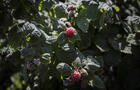 Nos framboises