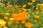 Calendula&nbsp;&nbsp;&nbsp;&copy; K.Chalabi