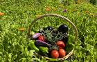 Panier de légumes&nbsp;&nbsp;&nbsp;&copy; K.Chalabi