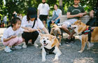 La Semaine Japon - Rassemblement de shibas et d'akitas&nbsp;&nbsp;&nbsp;&copy; Yasuko Tadokoro