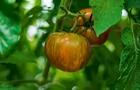 Grosses tomates&nbsp;&nbsp;&nbsp;&copy; C.Morgan