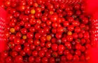 Tomates&nbsp;&nbsp;&nbsp;&copy; C.Morgan